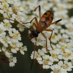 Stenurella septempunctata
