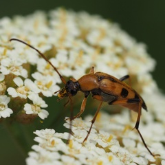 Stenurella septempunctata