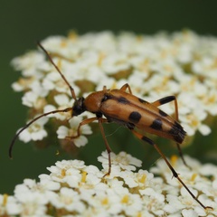 Stenurella septempunctata