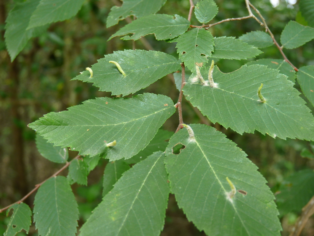 Elm Finger Gall Mite from Houston Arboretum & Nature Center, Houston ...