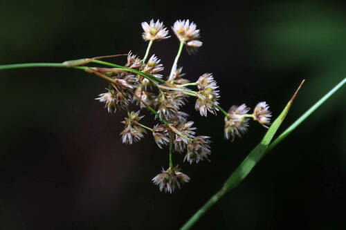 Luzula canariensis image