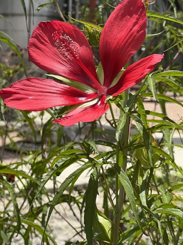 Hibiscus coccineus