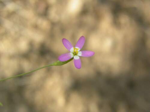 Centaurium cachanlahuen (Centaurium cachanlahuen)