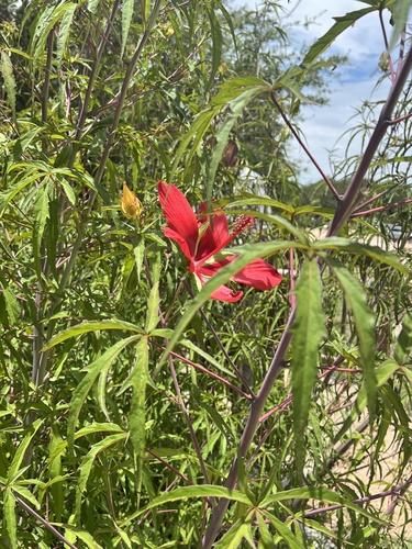 Hibiscus coccineus