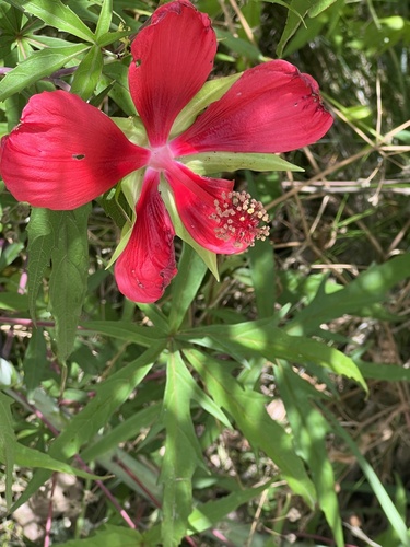 Hibiscus coccineus