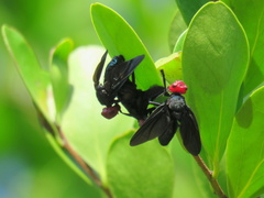 Bromophila caffra