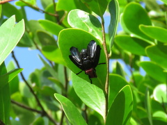 Bromophila caffra
