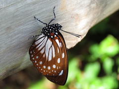 Charaxes wakefieldi