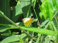 Belenois thysa thysa