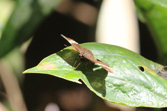 Celaenorrhinus dhanada