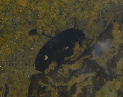 Meladema