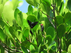 Bromophila caffra