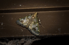 Arescoptera haplocala