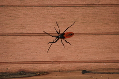 Macrocheraia grandis