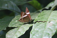 Abisara neophron