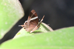 Abisara neophron