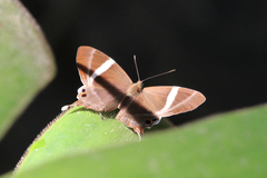 Abisara neophron