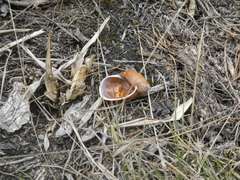 Plekocheilus succineoides