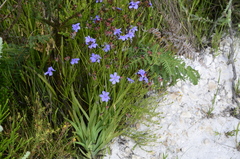 Aristea palustris