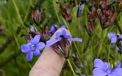 Aristea palustris