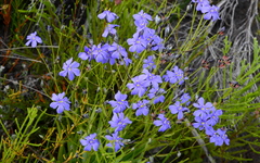 Aristea palustris