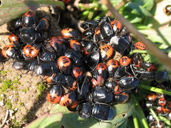 Sehirus cinctus albonotatus