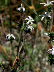 Wahlenbergia tenella