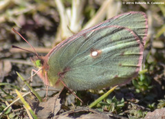 Colias