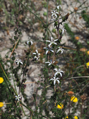 Wahlenbergia tenella