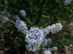 Ceanothus