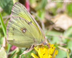 Colias