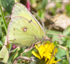 Colias