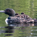 Common Loon - Photo (c) ronskelley, some rights reserved (CC BY-NC), uploaded by Ronald Kelley