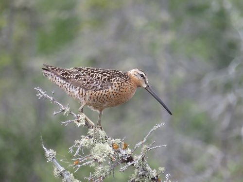 Agujeta gris (Limnodromus griseus)