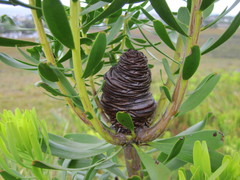 Leucadendron platyspermum