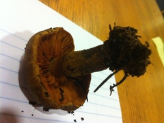 Cortinarius cinnamomeus