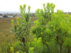 Leucadendron platyspermum