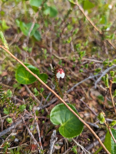 Image of Harrimanella stelleriana by (c) Alexandria 'Alex' Wenninger, some rights reserved (CC BY)