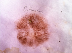 Cortinarius cinnamomeus