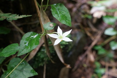 Lycianthes lysimachioides