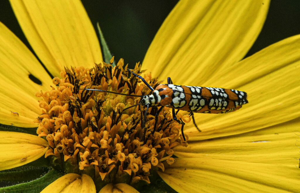 Ailanthus Webworm Moth from Marshall County, MS, USA on June 2, 2023 at ...