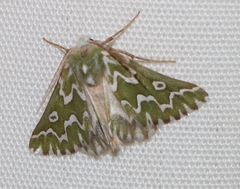 Drepanogynis bifasciata