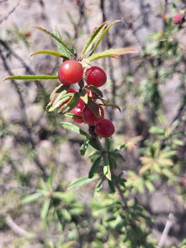 Prunus incana, photograph 6