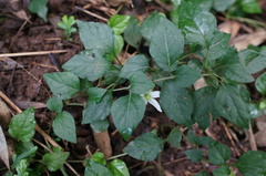 Lycianthes lysimachioides