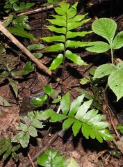 Adiantum argutum