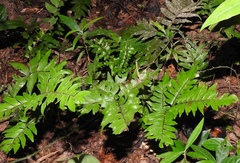 Adiantum argutum