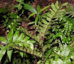 Adiantum argutum