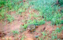 Pternistis leucoscepus