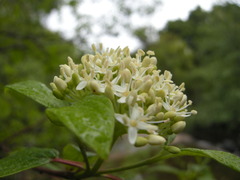 Cornus sericea occidentalis