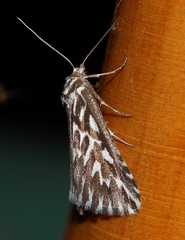 Argyrophora arcualis